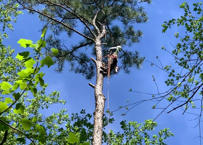 CPM TREE CLIMBING 02
