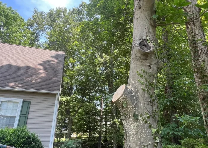 CPM TREE PRUNING 01