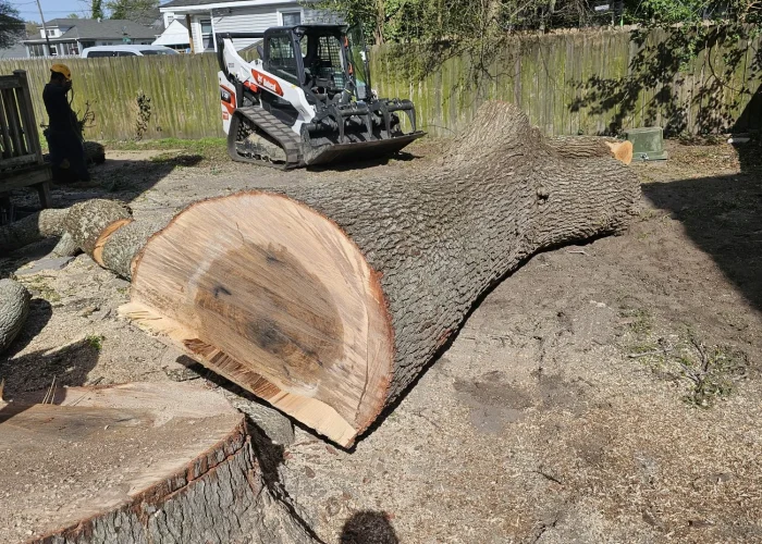 CPM TREE REMOVAL 03